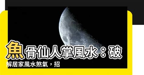 魚骨仙人掌風水|【魚骨仙人掌風水】魚骨仙人掌居家風水秘招，化解煞氣招財運